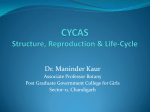 Cycas Structure and reproduction