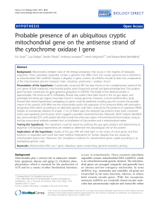 Probable presence of an ubiquitous cryptic mitochondrial gene on