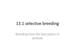 13.1 selective breeding