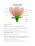 PARTS OF A FLOWER