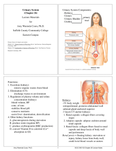 Urinary System (Chapter 26) Lecture Materials for Amy Warenda