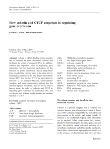 How cohesin and CTCF cooperate in regulating gene expression