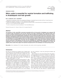 Nitric oxide is essential for vesicle formation and