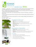 GROWING GUIDE: BASIL