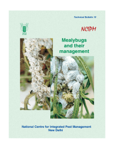 Bulletin-Mealybugs (English)