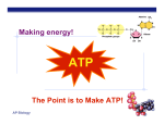 The Point is to Make ATP! Making energy!