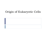 Origin of Eukaryotic Cells