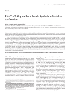 RNA Trafficking and Local Protein Synthesis in Dendrites: An