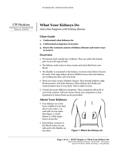 What Your Kidneys Do - Health Online