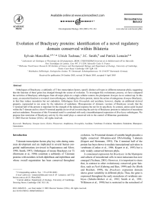 Evolution of Brachyury proteins: identification of a novel regulatory