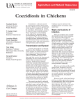 Coccidiosis in Chickens - FSA8020