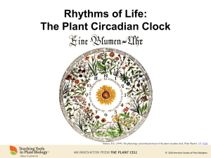 Rhythms of Life: The Plant Circadian Clock