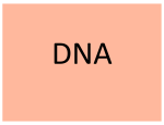 Topic 12 DNA - Ms. Mogck`s Classroom