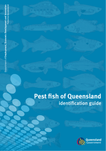 Pest Fish Identification Guide - Department of Agriculture and