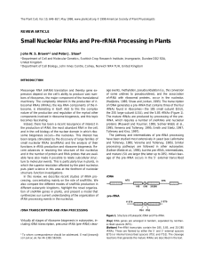 Small Nucleolar RNAs and Pre