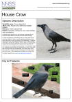 House Crow - GB non-native species secretariat