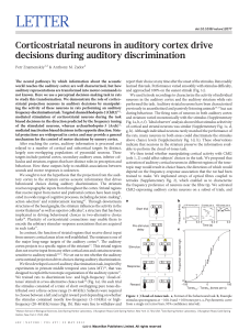Corticostriatal neurons in auditory cortex drive decisions during
