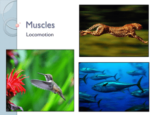 Muscles II PPT