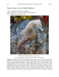 Hippocampus erectus (Lined Seahorse)