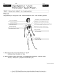 Organ Systems in Humans: The Circulatory