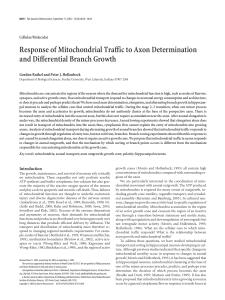 Response of Mitochondrial Traffic to Axon Determination and