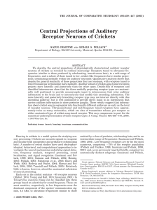 Central projections of auditory receptor neurons of crickets