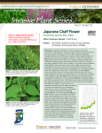 Japanese Chaff Flower - Invasive Plant Series
