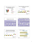 Macromolecules 2: Proteins and Nucleic Acids Amino Acids differ