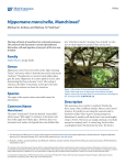 Hippomane mancinella, Manchineel - EDIS