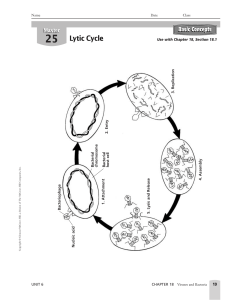 Viruses and Bacteria