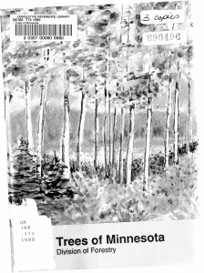Trees of Minnesota - Minnesota Legislature