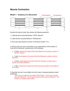Kinesiology Studyres Com