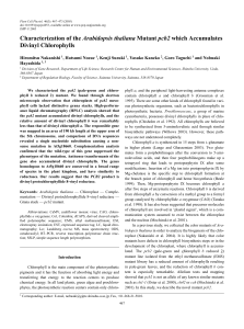 Characterization of the Arabidopsis thaliana Mutant pcb2 which