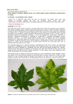 First report of Olive latent virus 2 in wild castor bean