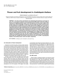 Flower and fruit development in Arabidopsis