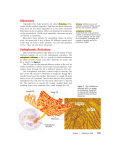 Ribosomes and Chloroplasts Reading