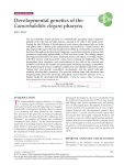 Developmental genetics of the Caenorhabditis elegans pharynx