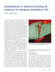 Developments in selective breeding for resistance to Aeromonas