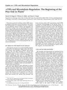 +TIPs and Microtubule Regulation. The Beginning of the Plus End in