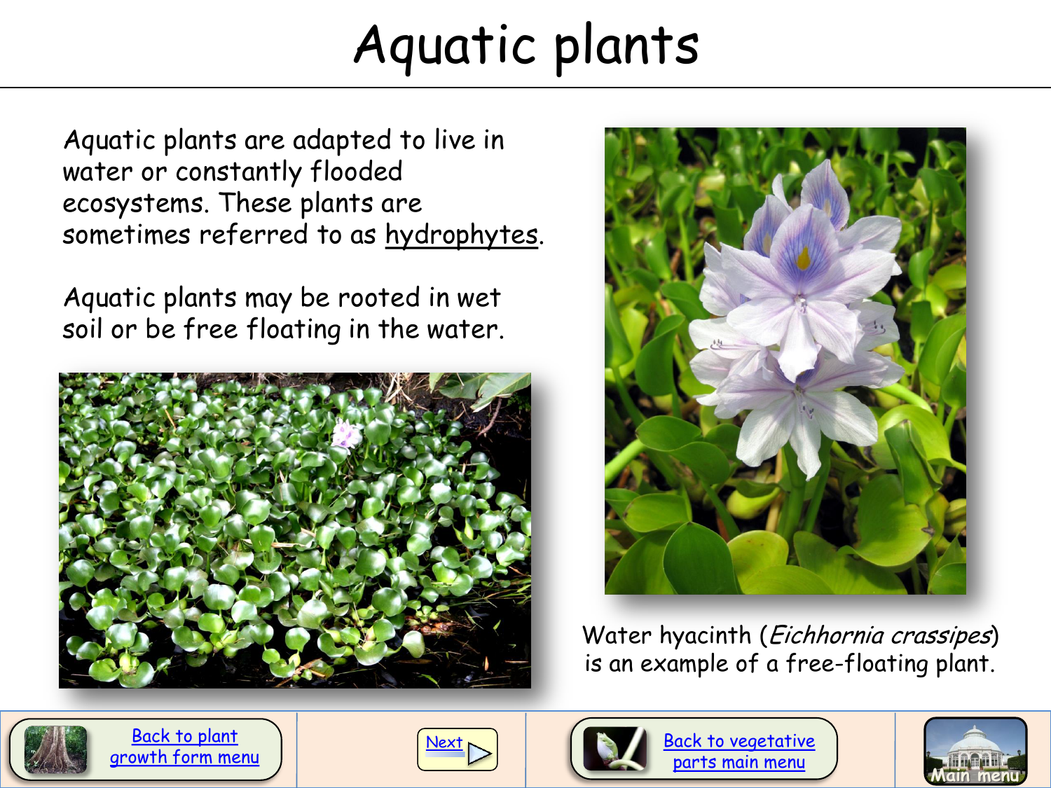 Aquatic Plants Aquatic Plants