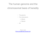 The human genome and the chromosomal basis of heredity