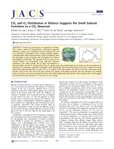 CO2 and O2 Distribution in Rubisco Suggests the