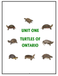 unit one: turtles of ontario