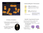 Patterns of Inheritance Understanding the Chromosome A History of