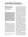 Temporal Regulation of RNA Polymerase II by Srb10 and Kin28