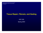 Tissue Repair, Fibrosis, and Healing