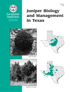 Juniper Biology and Management in Texas