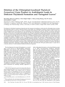 Deletion of the Chloroplast-Localized Thylakoid Formation1 Gene