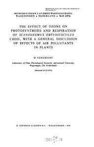 the effect of ozone on photosynthesis and respiration of