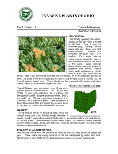 Tree-of-Heaven - Ohio Invasive Plants Council